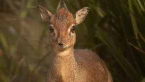 Dartmoor Zoo welcomes three new Kirk’s Dik Dik






