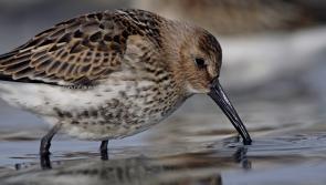 Comprehensive summer survey to assess Moorland bird populations on Dartmoor