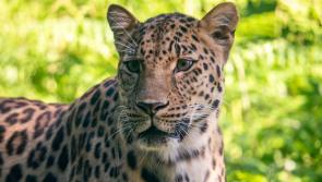 Dartmoor Zoo helps global animal conservation with key data
