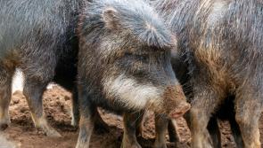 When is a pig not a pig? Discover the white-lipped peccary at Dartmoor Zoo





