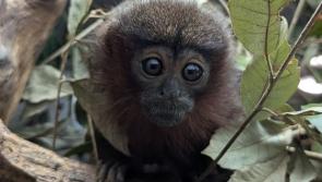 Baby monkey named in honour of incredible volunteer