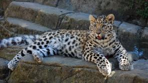 Dartmoor Zoo welcomes new Amur Leopard