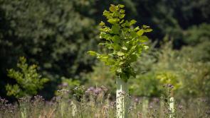 Join the great Dartmoor tree search






