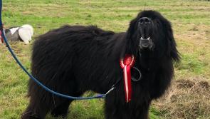 Which is bigger – Dartmoor pony foal or Newfoundland dog?!