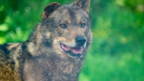 What is Rewilding?
