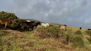 Action needed to save Dartmoor ponies