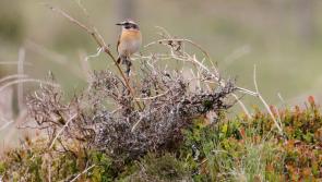 Hope rises for Dartmoor's Whinchats
