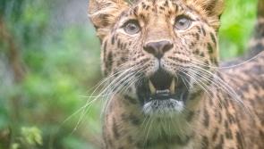 The Plight of the Amur Leopard