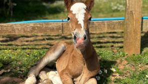 Charity captures heartwarming foal birth on webcam
