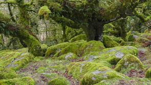 How Dartmoor is shaping up to cope with climate change
