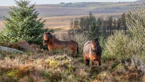 Police issue livestock safety advice for Bonfire Night
