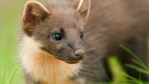 Pine Martens return to the South West after a century-long absence
