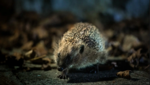 First National Hedgehog Conservation Strategy launched to tackle declining populations