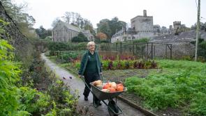 Celebrate autumn at Buckland Abbey's Harvest Weekend
