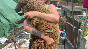 Farmers campaign for sheep shearing equipment for Balkan farmers
