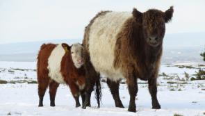 Dartmoor in the snow