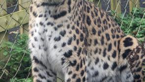 Dartmoor Zoo offers free access to foster families in Plymouth