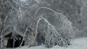 Storm Burt causes devastating damage to Dartmoor nursery
