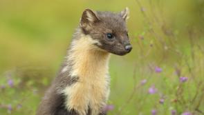 Pine marten project seeks support to double donations
