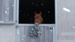 Sanctuary’s Christmas appeal earns national spotlight
