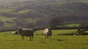 New bill could help protect Dartmoor livestock 
