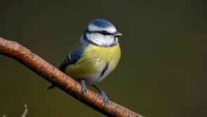 Chance to spot variety of birds on Dartmoor in Big Garden Birdwatch
