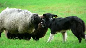 Rural crime increases – a worrying trend?
