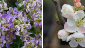 A call to protect the UK’s horticultural heritage