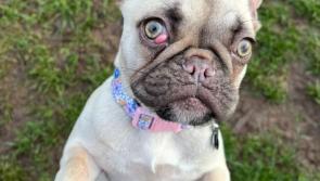 Poorly puppy in rescue centre in need of urgent treatment
