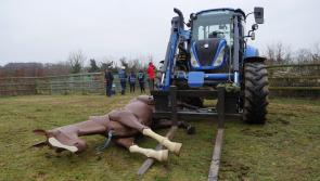 Devon horse sanctuary hosts specialist equine rescue training
