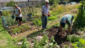 Moretonhampstead Community Allotment