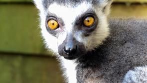Ricky the ring-tailed lemur celebrates 30th birthday at Shaldon Wildlife Trust