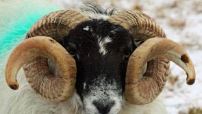 Exeter Livestock Market cancels sales amid bluetongue testing concerns