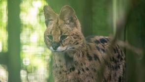 Dartmoor Zoo seeks support to cover unexpected costs for Serval rehoming