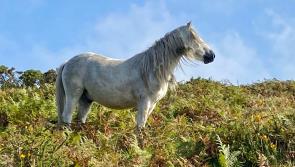 Dartmoor braces for visitor surge with renewed call to 'leave no trace'