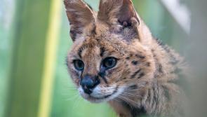 Meet the Serval: Dartmoor Zoo’s latest arrival