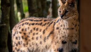 Churchill the Serval finds a mate at Dartmoor Zoo