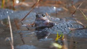 Woodland Trust calls on public to spot spring’s vital signs 