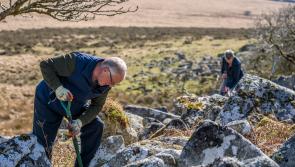 First trees planted to expand Wistman’s Wood