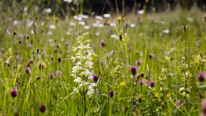 Big Devon Meadows Count launches to uncover wildflower 'hidden gems'