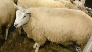 Devon Farmer auctions prize lamb