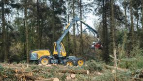 Timber harvesting begins at Bellever Forest
