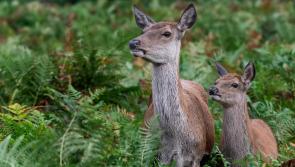 Police crack down on deer poaching in Teignbridge