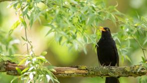 Charities join forces to celebrate birdsong on International Dawn Chorus Day