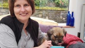 Dog’s antics inspire Tavistock supermarket worker to write children’s books