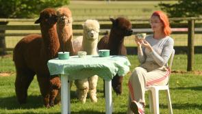 Alpacas, Coffee & Carrots: Devon County Show unveils UK-first Alpaca Café for 2025