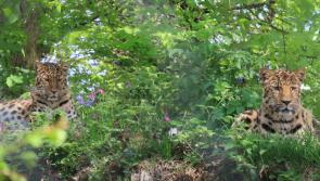 Amur Leopard pair Freddo and Lena introduced at Dartmoor Zoo