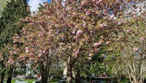 Plymouth Urban Tree Festival returns to celebrate the city’s natural canopy