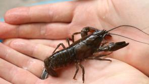 Thousands of invasive crayfish removed from Burrator Reservoir