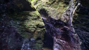 National Grid volunteers help replant rare temperate rainforest in Devon